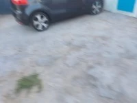 KIA RIO Rio 1.4TEC