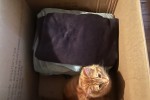 Home rental, Boxes x30, Pot plants x 40