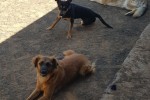 4 dogs