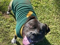 Staffordshire Bull Terrier
