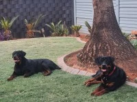 2x 2 year old Rottweilers