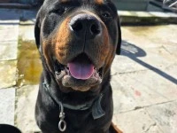 2.5 year old rottweiler