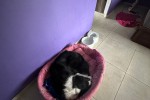 4+ bedroom house move