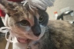 3 cats to be transported from Johannesburg to Durban