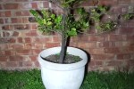 Couch, Ourdoor table, Fridge, Pot plant