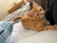 8 month old cat