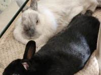 Two 3 year old bunnies moves by road to Johannesburg