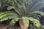 Pot plants
