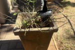 Concrete 2 seater bench, Concrete garden lamp, 3 concrete pots with pl...