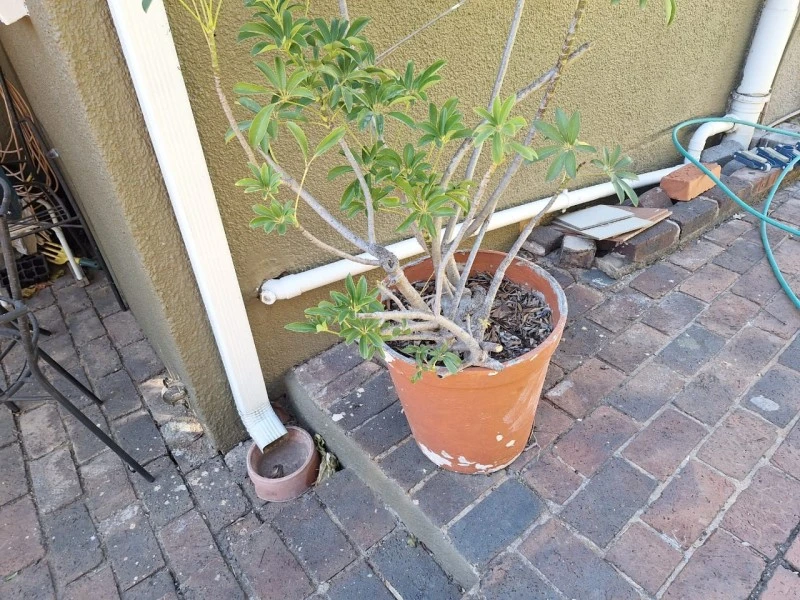 12 Large Pots, Small bench, broom cupboard, folding ladder, Weber