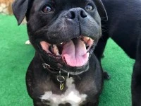 Staffordshire Bull Terrier