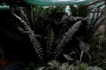 Cycads in large Pots x 6 + 3 empty large pots