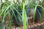 Concrete 2 seater bench, Concrete garden lamp, 3 concrete pots with pl...