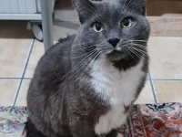 10 year old male cat