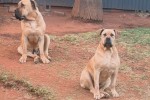 3 year old boerboels