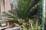 Cycads in large Pots x 6 + 3 empty large pots