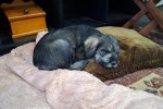 8 week old Giant Schnauzer