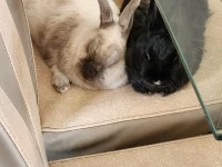Two 3 year old bunnies moves by road to Johannesburg