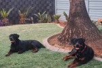 2x 2 year old Rottweilers