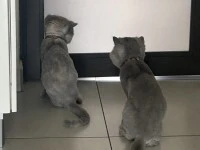 6 year old cat
