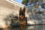 4yr old malinois