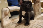 12 weeks old French Bulldog