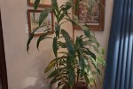 1 bedroom flat move