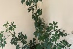 3 bedroom flat move
