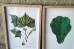 4 prints with wooden frames and glass A3 size., 3 puzzles in wooden fr...