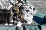 8 week old male Great Dane puppy