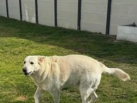 9 year old German Shepard
