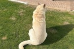 9 year old German Shepard