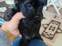 2 month old Yorkshire Terrier
