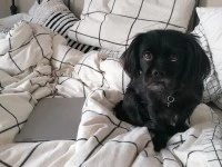 5 year old Pekingese