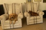 X2 wingback chairs