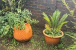 Pot plants