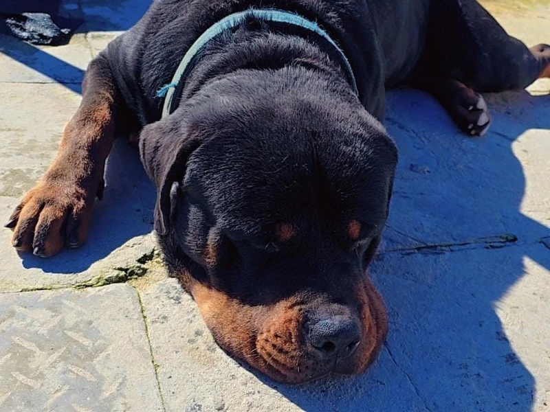 2.5 year old rottweiler