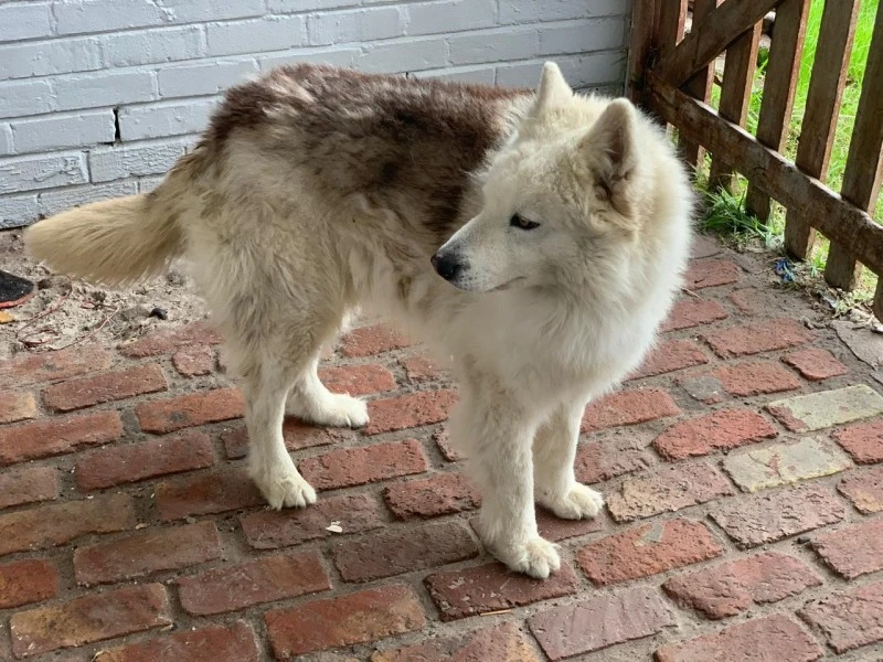 Rescue Husky