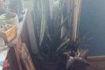 1 bedroom flat move
