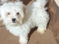 4 Month old Maltese