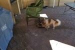 4 dogs