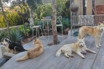 Dogs from home to kennels