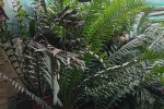 Cycads in large Pots x 6 + 3 empty large pots