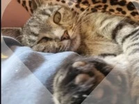 3 cats to be transported from Johannesburg to Durban