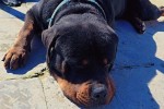 2.5 year old rottweiler