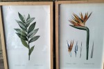 4 prints with wooden frames and glass A3 size., 3 puzzles in wooden fr...