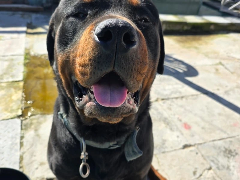 2.5 year old rottweiler