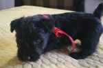 6 week old Scottish Terrier