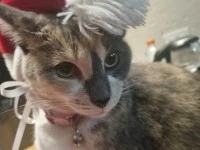 3 cats to be transported from Johannesburg to Durban