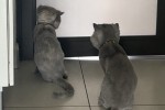 6 year old cat